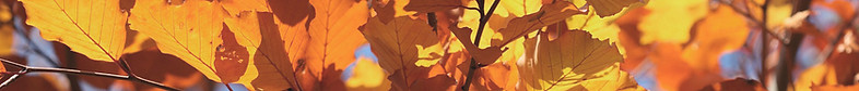 Feuilles d'automne