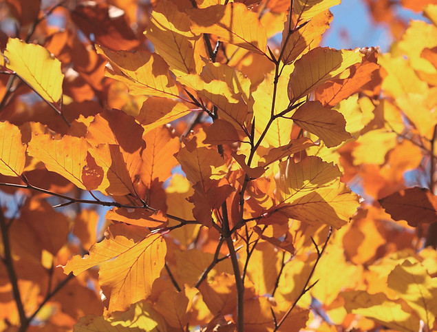 Autumn Leaves