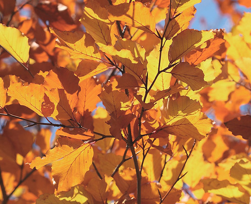 Autumn Leaves