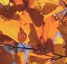 Feuilles d'automne