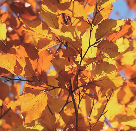 Herbstblätter