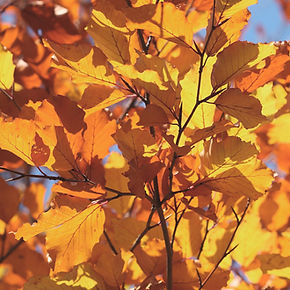 Feuilles d'automne, Paysage, création, beauté, inspiration, nature, lithothérapie
