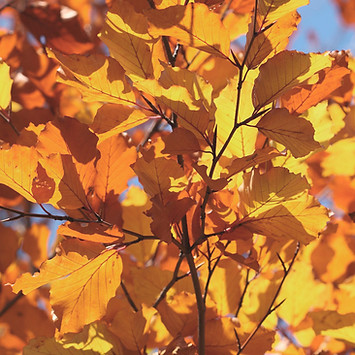 Autumn Leaves
