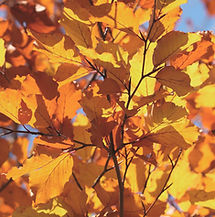 Herbstblätter