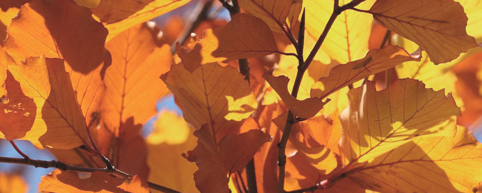 Autumn Leaves