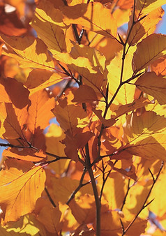 Herbstblätter