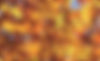 Autumn Leaves Closeup