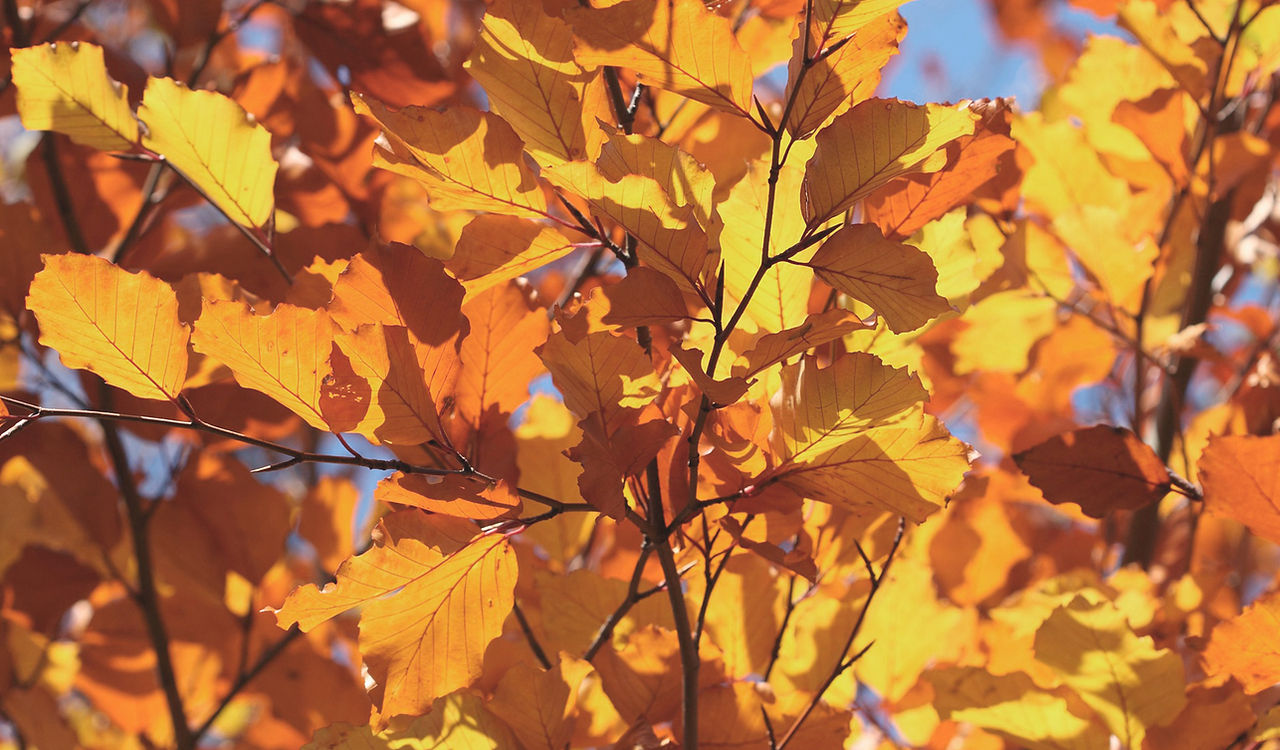 Autumn Leaves