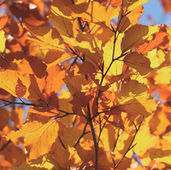 Pfarrinfos zum 09.11.2025