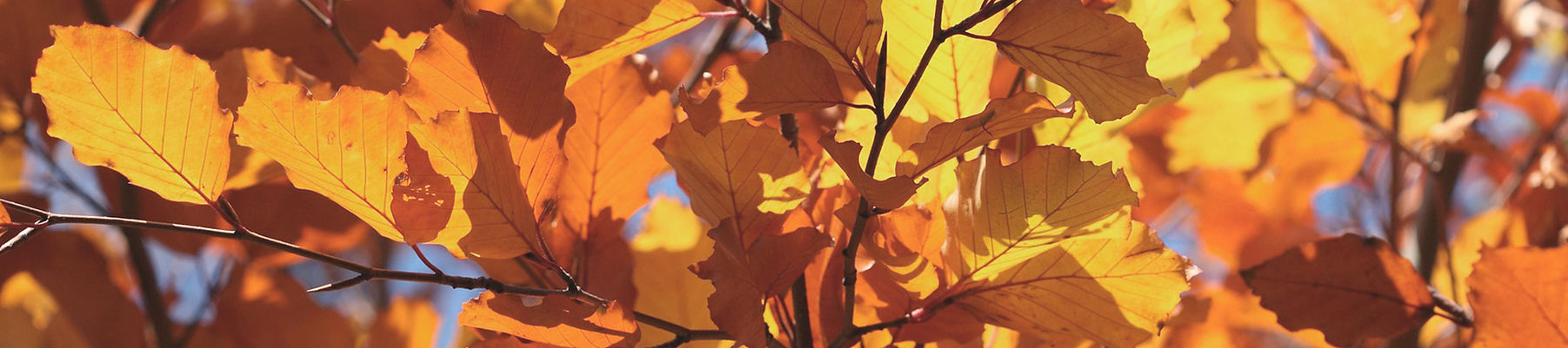Autumn Leaves