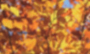 Herbstblätter