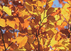 Autumn Leaves