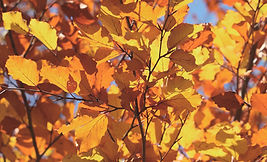 Autumn Leaves