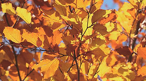 Feuilles d'automne