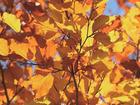 FALL UPDATES & END OF YEAR GOALS!