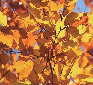 Autumn Leaves