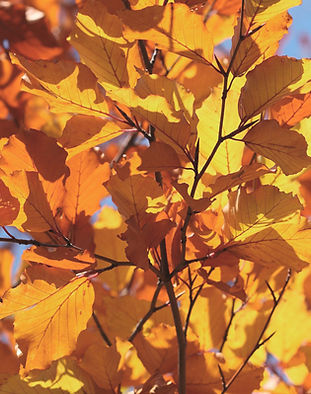 Autumn Leaves