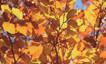 Autumn Leaves