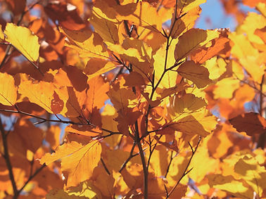 Feuilles d'automne