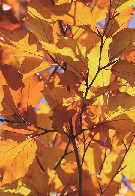 Herbstblätter