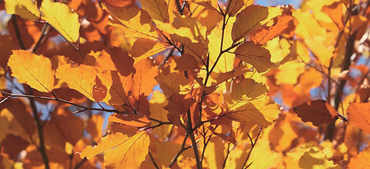 Autumn Leaves Closeup