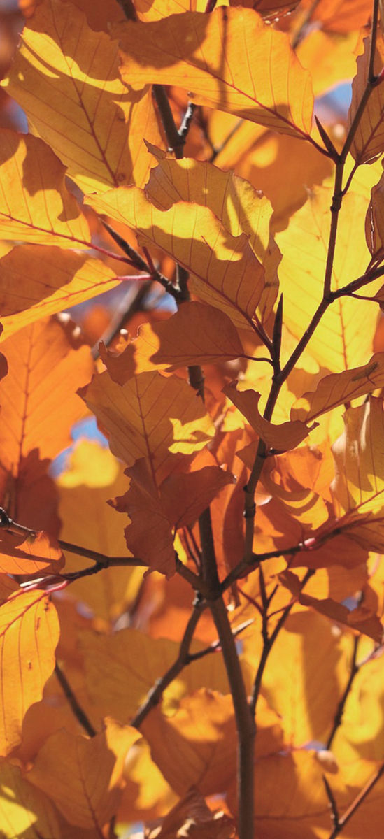 Autumn Leaves