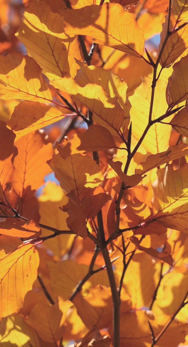 Autumn Leaves