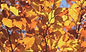 Autumn Leaves