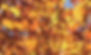 Herbstblätter