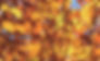 Autumn Leaves