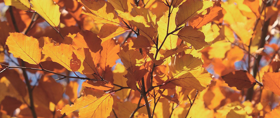 Autumn Leaves