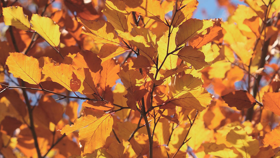 Autumn Leaves