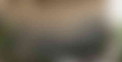 Immagine rappresentativa del progetto 'DANDELION'