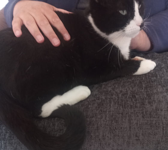 animal reiki 5.jpg