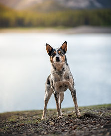 Recall That Actually Works