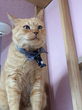 もりねことは | Morineko