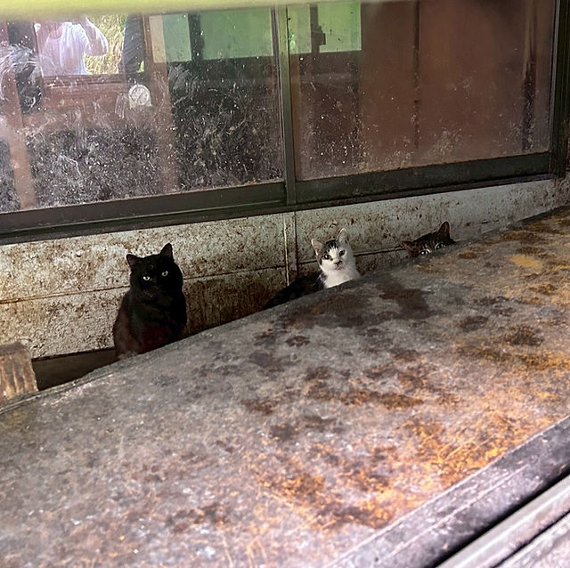 盛岡市| 保護ねこカフェもりねこ|猫カフェ