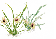 Miltonia sp A3.png