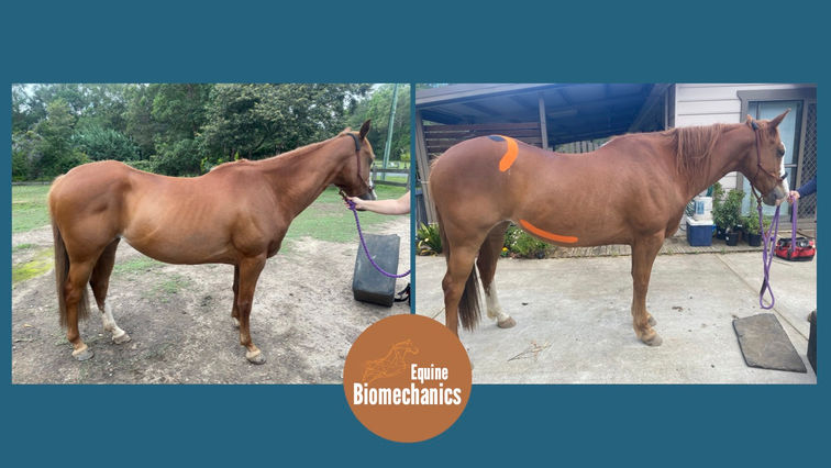 Equine-Biomechanics - Equitana Images.jpg