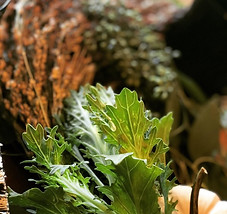1111 fall scape 6.jpg