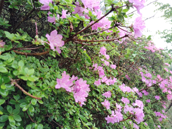 大分県　由布岳（1583.3ｍ）
