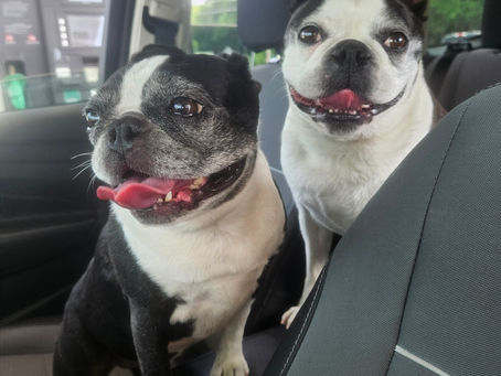 Boston Terriers in a car ride