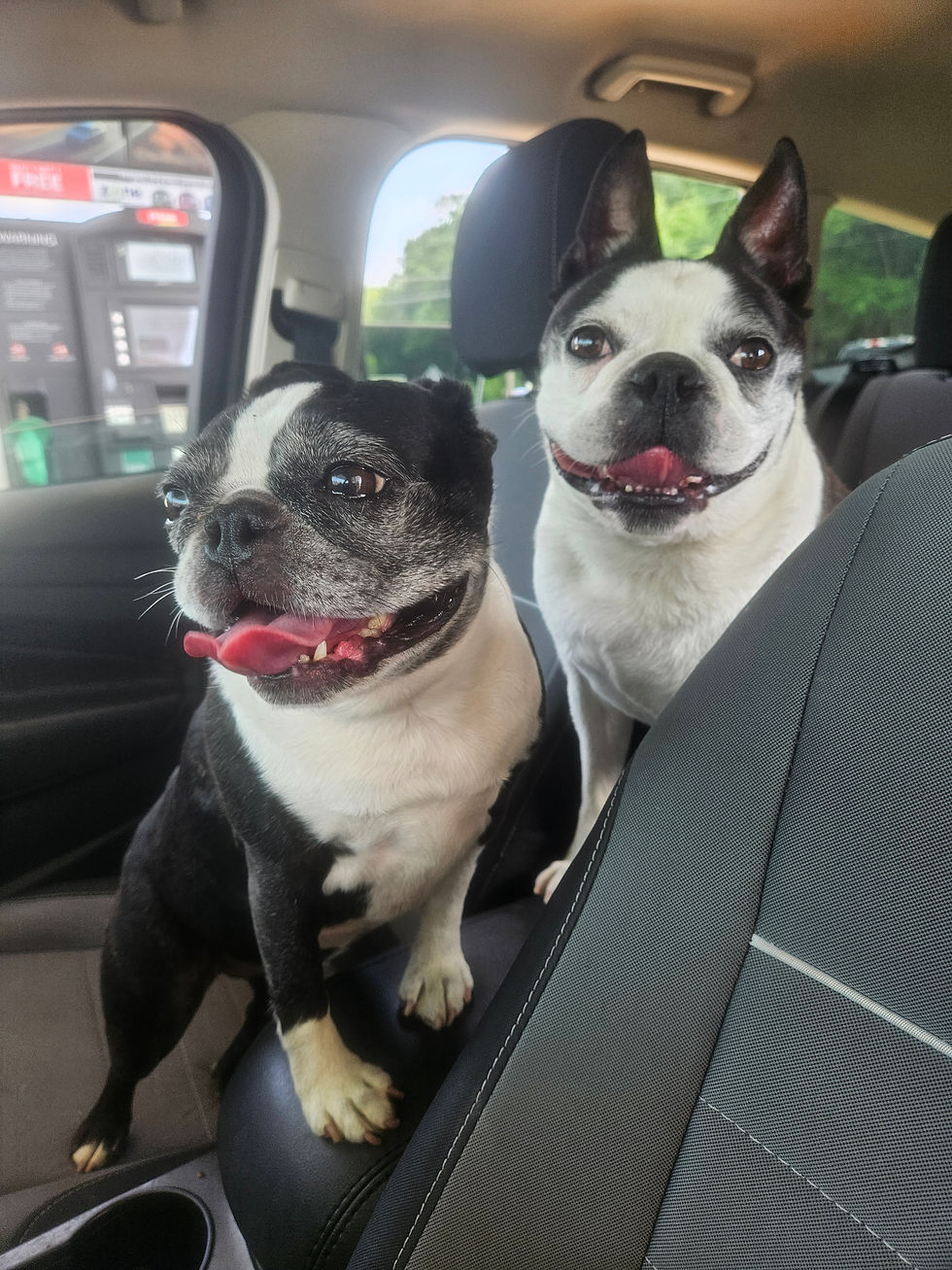 Boston Terriers in a car ride