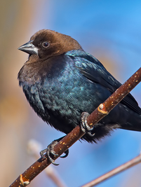 Brown-headed cowbird