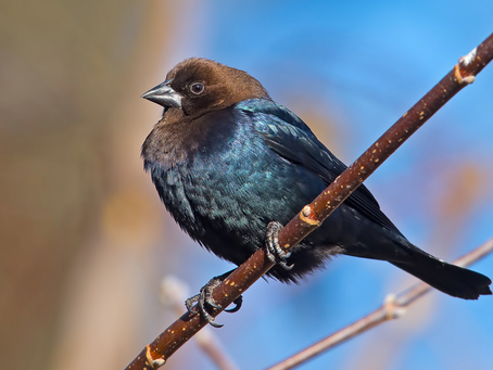 Brown-headed cowbird
