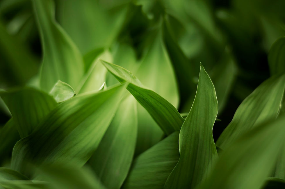 close-up-green-leaves-nature.jpg