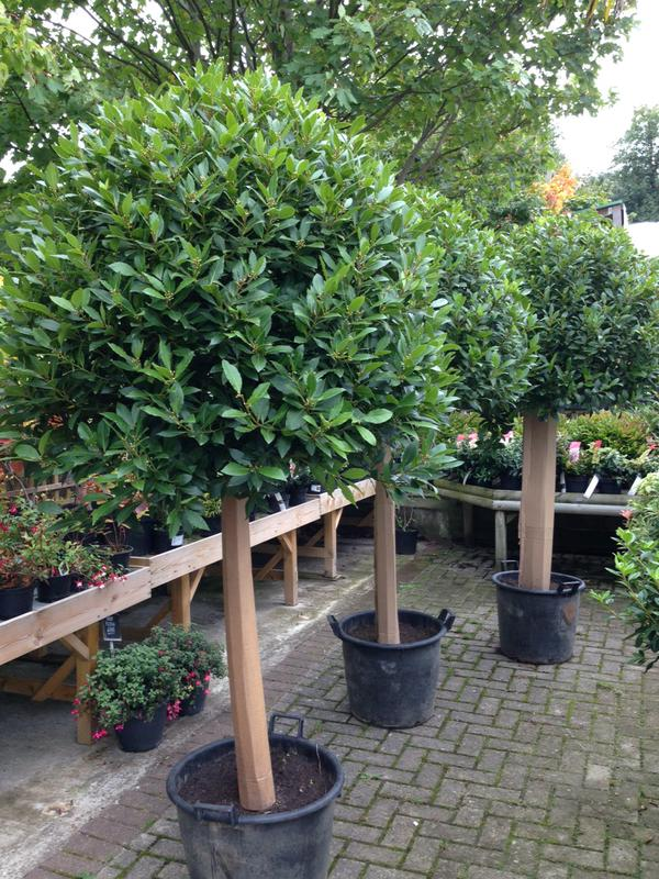 Beautiful Bay Trees now in stock...