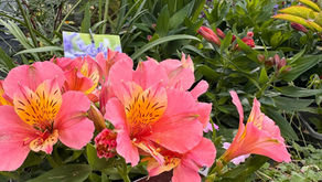 Summer perennials