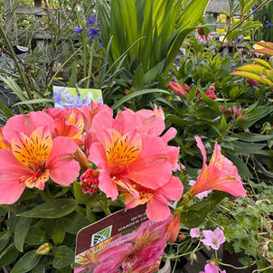 Summer perennials