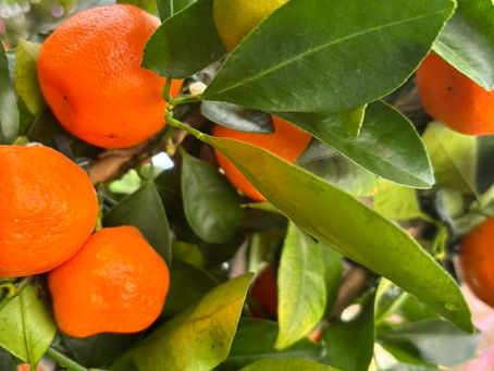 Citrus fruit trees in stock oranges and lemons
